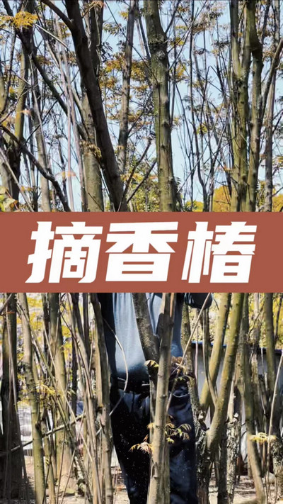 香椿雞蛋有，就缺二兩酒！