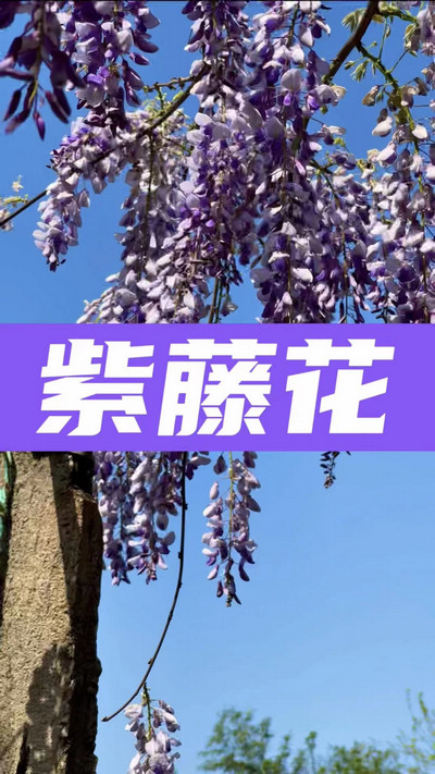 春有約，花不誤，陌上紫藤香如故。